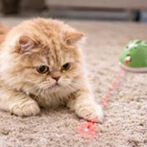 Interactive Mouse Toy