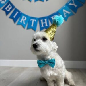 Pet Birthday Pack