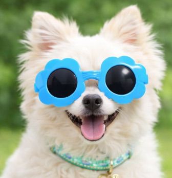 Blue Flower Sunglasses