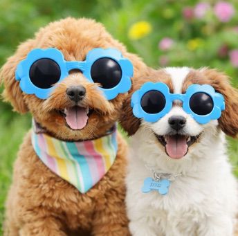 Blue Flower Sunglasses