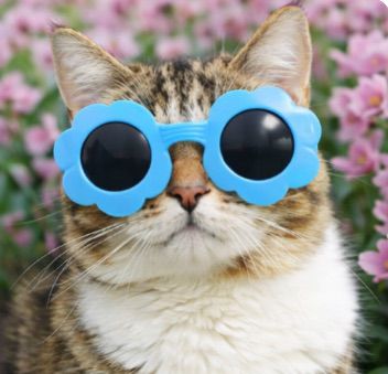 Blue Flower Sunglasses