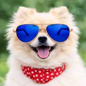 Blue Aviator Sunglasses for Pets