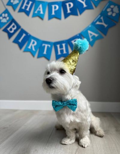 Pet Birthday Accessories