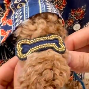 Woof Wishes Rakhi